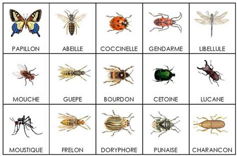 Insectes Vocabulaire Vocabolario Pinterest Bug Insect Words