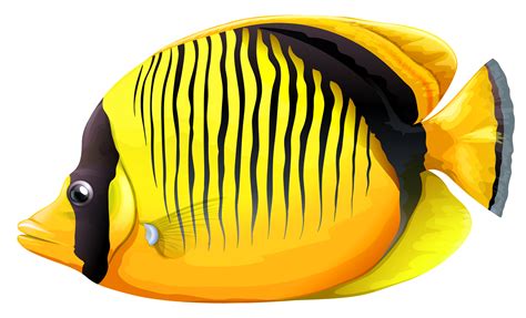 Fish Png Transparent Image Download Size 3000x1819px