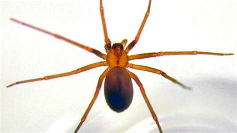 How To Identify Brown Recluse Spiders And Avoid Being Bitten The