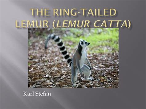 Ppt The Ring Tailed Lemur Lemur Catta Powerpoint Presentation