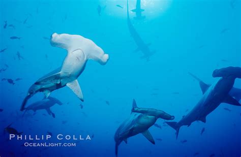 Scalloped Hammerhead Sharks Schooling Over Reef Sphyrna Lewini Cocos