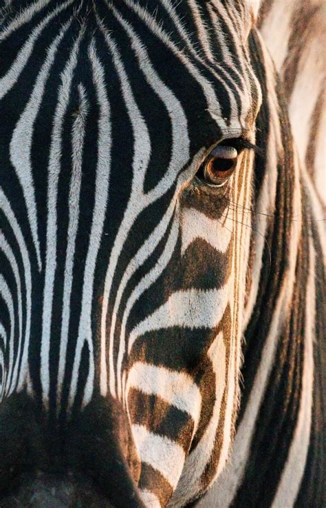 250 cute zebra names and ideas hubpages