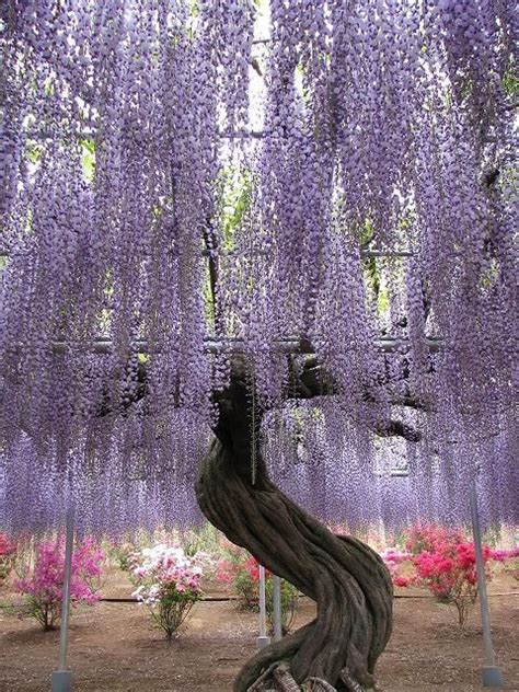 5 Pink Willow Seeds Tree Weeping Flower Giant Full Landscape Garded Yard Plant Tree Seeds