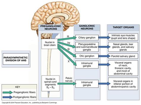 Because it controls involuntary effectors, we can think of the autonomic system as our system of subconscious regulation of body functions. Chapter 16: Neural Integration II: The Autonomic Nervous ...