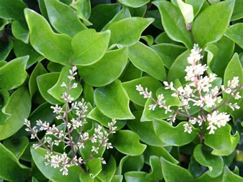 Wax Leaf Or Japanese Privet Flowers Late Spring Summer Container
