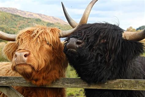 Hairy Coos Scottish Highland Cow Fluffy Cows Cute Cows