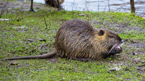 Nutria The Invasive Unusually Large Rodents Live Science