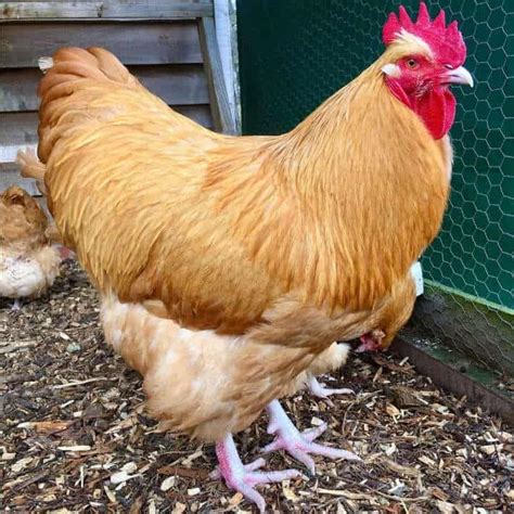 Orpington Chicken Eggs Height Size And Raising Tips