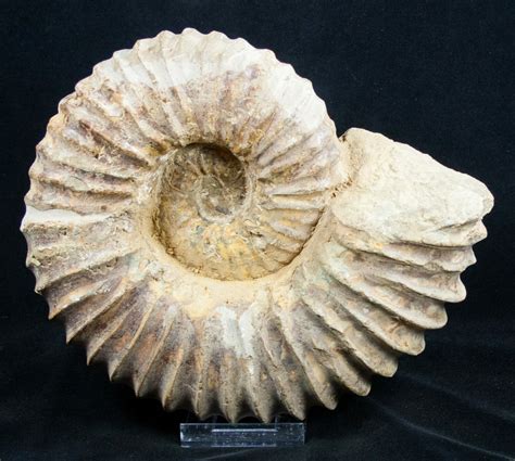 82 Inch Mantelliceras Ammonite Madagascar 3315 For Sale