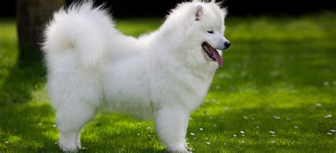 10 Beautiful All White Breeds Of Dog
