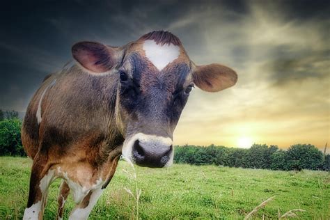 Love Cow Photograph By Bob Orsillo Pixels