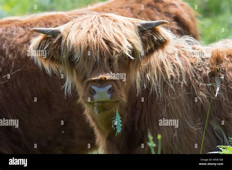 Highland Cow Calf On The Isle Of Mull Scotland Uk Stock Photo Alamy