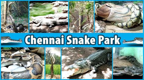 Chennai Snake Park Guindy Snake Park Guindy National Park Places