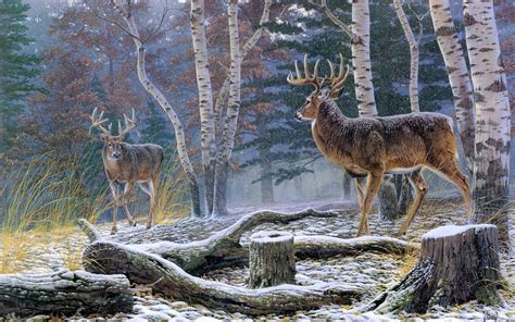 All New Wallpaper Top 22 Most Beatiful Beautiful Deer Wallpapers In Hd