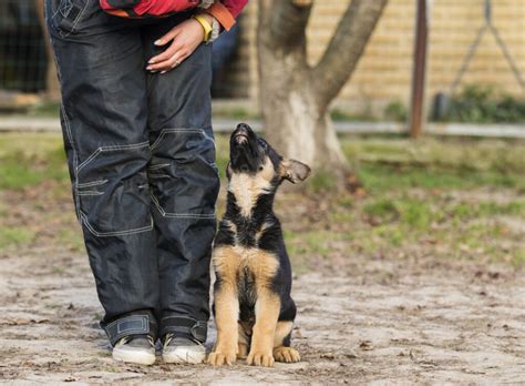 25 German Shepherd Training Commands German Shepherd Dog Hq