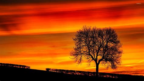 Tree Silhouette In The Sunset Wallpaper Nature Wallpapers 24754