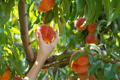 6 Delightful Texas Peach Farms Pick Your Own Lone Star Travel Guide
