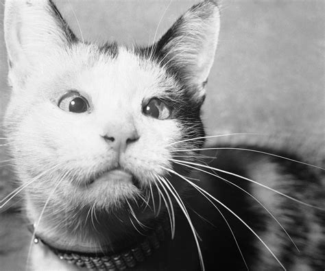 How The Cia Tried To Train Cats To Spy On The Russians The Strange