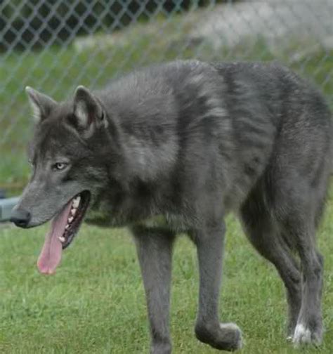 Akita Wolf Hybrid For Sale