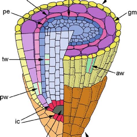 Pdf The Development Of The Maize Root System Role Of Auxin And Ethylene