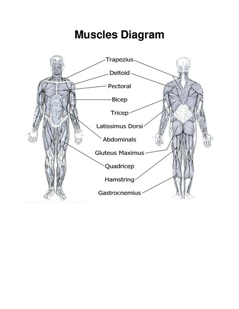 Muscles In The Body Diagram Human Muscles Diagram Human Muscle