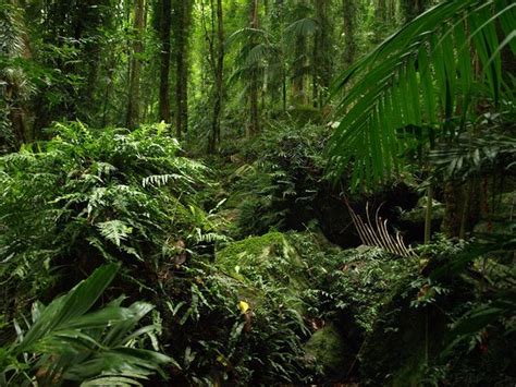 Lush Rainforest Photo