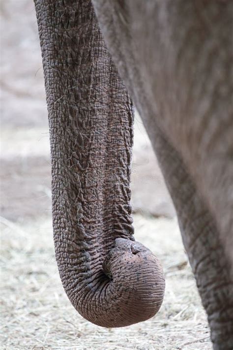 Closeup Of The Long Trunk Of An Asian Elephant Stock Image Image Of