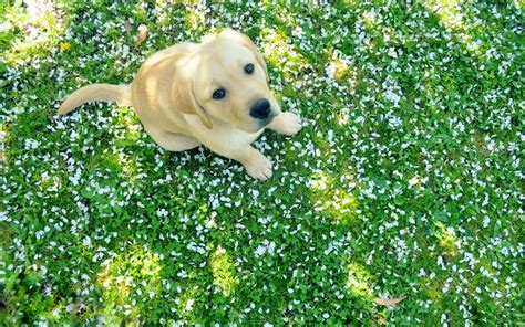 Labrador Puppy Hd Animals 4k Wallpapers Images