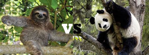 The Ultimate Showdown Sloth Vs Panda