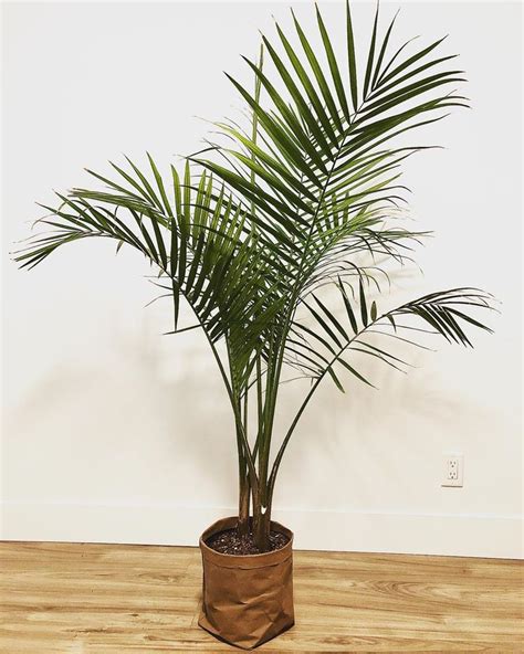 A Palm Tree In A Brown Pot On A Wooden Floor