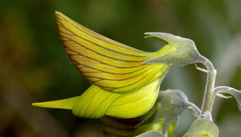Australian Flower With Petals That Look Like Perfect Little Hummingbirds