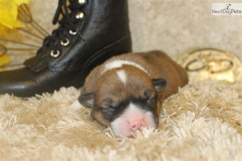 Stay updated about corgi puppies for sale uk. Corgi puppy for sale near Denver, Colorado | 2f2c2e26-51d1 | Corgi puppies for sale, Puppies for ...