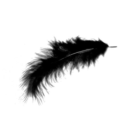 Png Feathers Free Transparent Featherspng Images Pluspng