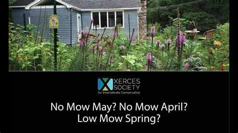 No Mow May No Mow April Low Mow Spring Youtube
