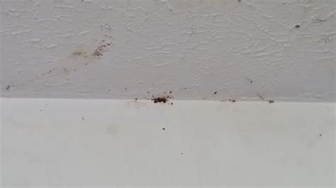 Montana Helena Bozeman Missoula Bed Bug Bed Bug Extermination Bed