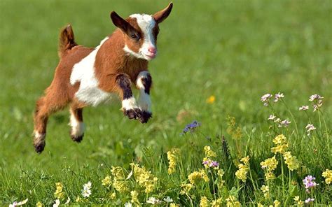 Goat Kid Jumping