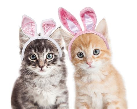 Two Kittens Wearing Easter Bunny Ears Stock Photo Image