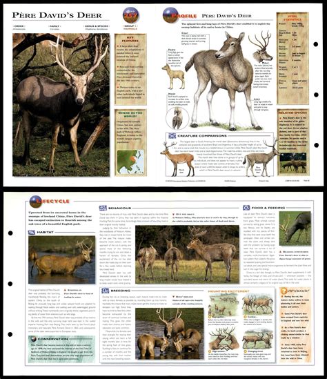 Pere Davids Deer 257 Mammals Wildlife Explorer Fold Out Card
