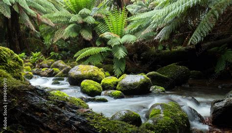 Cascades Of A Rainforest Stream With Large Overhanging Ferns And Mossy