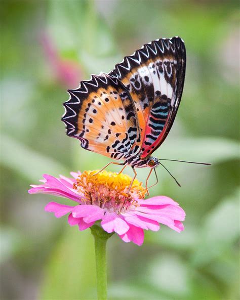Leopard Lacewing Butterfly Photograph By Donna Dow