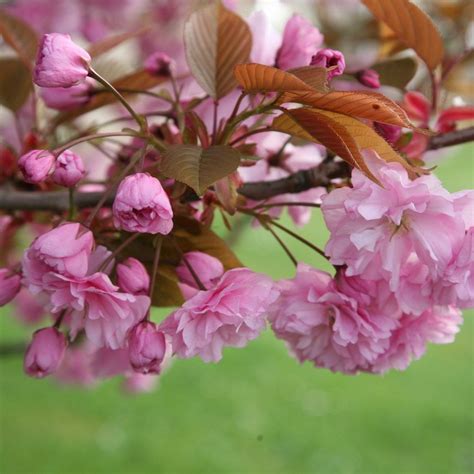 Prunus Kanzan Japanese Flowering Cherry Prunus Japanese