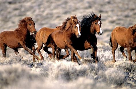 Herd Of Wild Horses Running Free In By Inga Spence