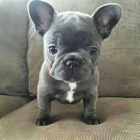 If you got this far, i congratulate you for not trying to get a puppy from a pet store or a puppy mill. Blue French Bulldog Puppy | Cute baby animals, French ...