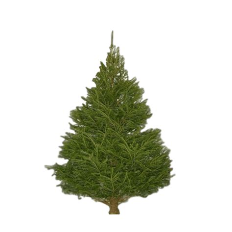 Sapin Epicéa | Sapins de Noël épicéa | Sapins-Noel.fr