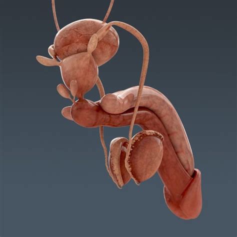 Human Body Internal Organs Anatomy 3d Model Max Obj 3ds Fbx C4d