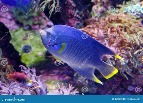 Blue Angelfish Holacanthus Bermudensis Beautiful Exotic Fish Swims