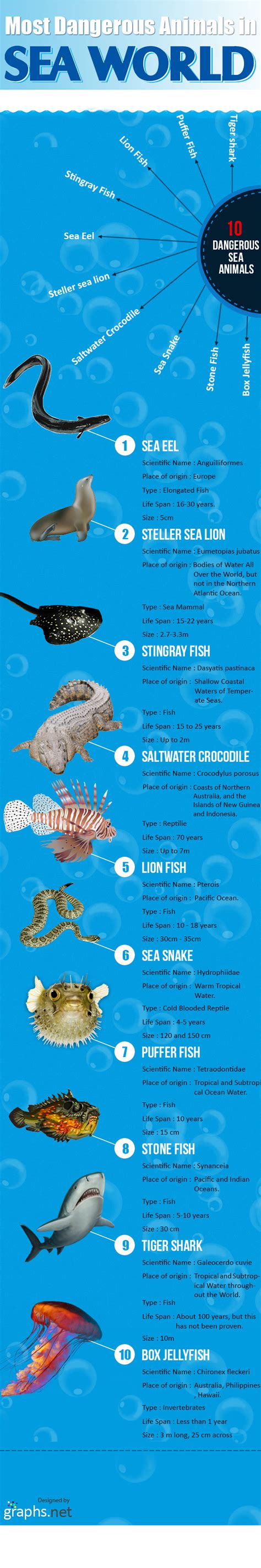 Most Dangerous Sea Animals Infographics