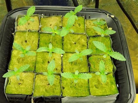 How To Germinate Weed Seeds The Ultimate Guide How To Grow Weed Indoors