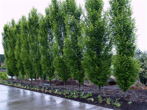 Great Hedge And Screen Plants For Privacy Pacific Nurseries Screen
