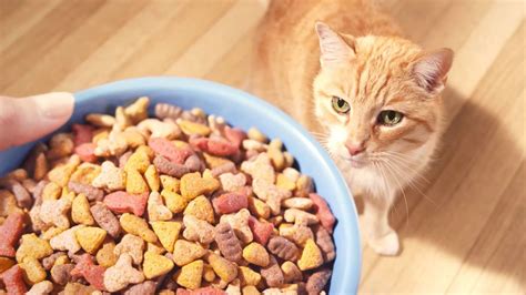 Like other mammals, young felines eventually switch to solid food from the mother's milk. What Can Kittens Eat Besides Cat Food